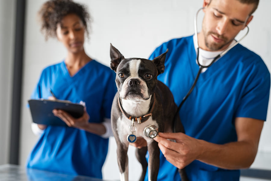 Veterinaria en San Cristóbal de las Casas